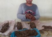 Polisi Amankan Lima Bungkus Ganja Saat Penggerebekan Rumah di Simalungun