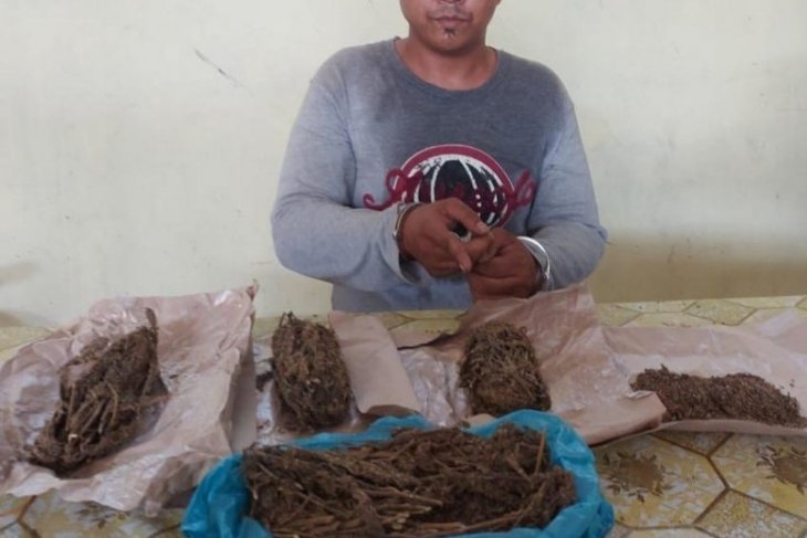 Gerebek Rumah, Polisi Amankan Lima Bungkus Ganja di Simalungun