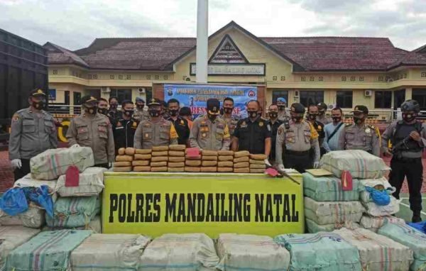 Luar Biasa Polres Madina Berhasil Menggagalkan Peredaran 570 Kg Daun Ganja Kering