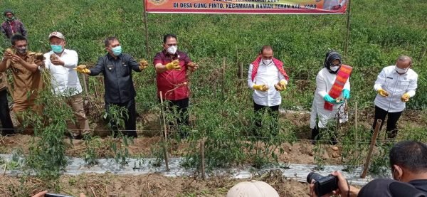 Gubsu, Ketua DRPD SU dan Bupati Karo Panen Kentang Granola Milik Warga Gung Pinto Karo