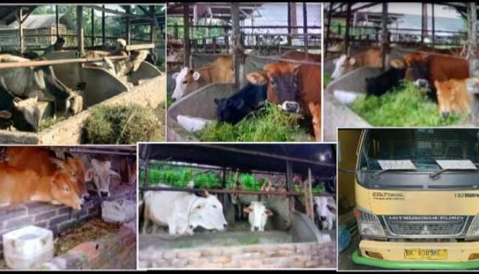 Peternakan 25 Ekor Lembu BUMDes Anugrah Tanjung Buluh Sergai Carut Marut 13 Ekor Lembu Mati Dan 9 Ekor Dijual Ketua BUMDes 1 Ekor Dijual Kadus