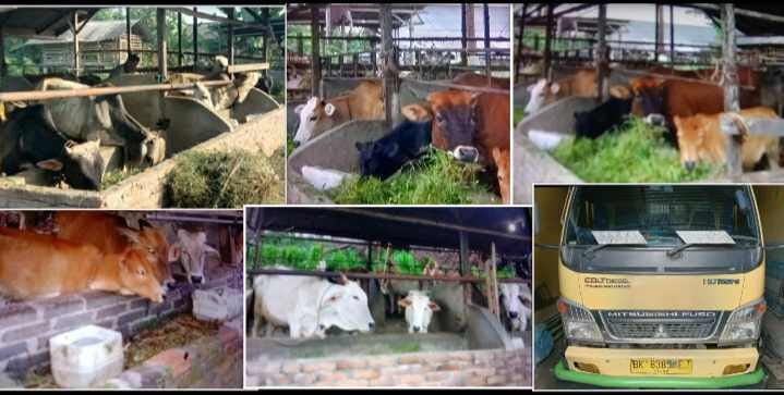 Peternakan 25 Ekor  Lembu BUMDes Anugrah Tanjung Buluh Sergai Carut Marut 13 Ekor Lembu Mati Dan 9 Ekor Dijual Ketua BUMDes 1 Ekor Dijual Kadus