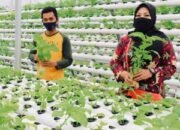 Kelompok Tani Kuala Tanjung Panen Sayuran Hidroponik Bantuan Inalum