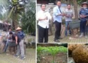 Perhiptani Sumut Dan Dewan UKM Labura Akan Kembangkan Tanaman Porang