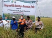 Tinjau Persiapan Panen Raya Padi Kapolsek Medang Deras AKP Iskad SH Kunjungi Desa Sidomulyo