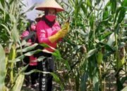 Kali ke Tiga Bhayangkari Cabang  Batu Bara Panen Raya Jagung di Taman Lestari Polsek Indrapura