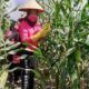 Kali ke Tiga Bhayangkari Cabang  Batu Bara Panen Raya Jagung di Taman Lestari Polsek Indrapura