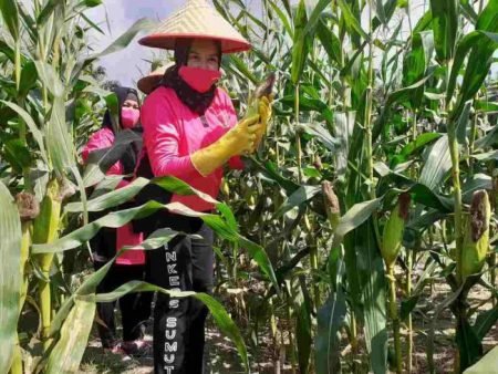 Kali ke Tiga Bhayangkari Cabang  Batu Bara Panen Raya Jagung di Taman Lestari Polsek Indrapura