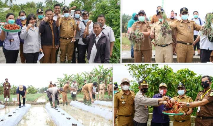 Susana Panen Bersama Yang Dilaksanakan di Kelurahan Mekar Sentosa Kecamataan Rambutan Kota Tebing Tinggi.
