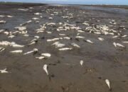 Ribuan Ikan Mati Mendadak, Diduga Akibat Pencemaran Limbah Industri, Nelayan Tradisional Kuala Indah Terancam