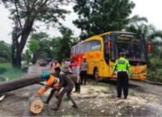 Pohon Tumbang Penyebab Kemacetan, Dinas LHKP Sibuk