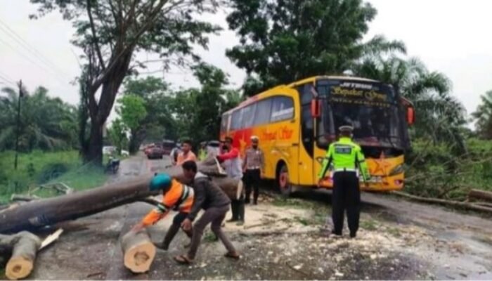 Pohon Tumbang Penyebab Kemacetan, Dinas LHKP Sibuk