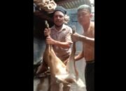 Seorang Pemuda Temukan Rusa di Belakang Rumah Warga Desa Hilialito Sau’a Kecamatan Onolalu
