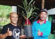 Berawal Merantau ke Bali, Hendro Nico Pablo Sinaga Mempercantik Kawasan Danau Toba Dengan Tabebuya dan Flamboyan