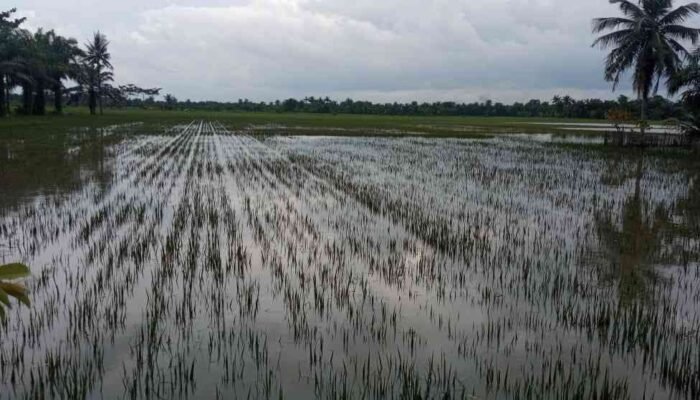 Banjir di Kabupaten Batu Bara Rendam Ribuan Pemukiman Warga, Ribuan Hektar Tanaman Padi Terancam Gagal Panen