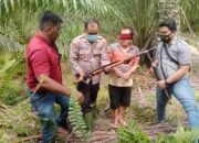 Gawat ! Salah Sasaran Pemburu Babi Tembak Nenek Lagi Cari Berondolan Sawit