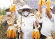 Edy Rahmayadi Ingin Terus Pacu Produksi Jagung Sumut