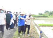 Wakil Bupati Deli Serdang Tanam Padi Perdana di Desa Lengau Seprang