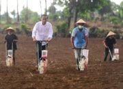 Presiden Jokowi Berharap Kebutuhan Jagung Nasional Tercukupi