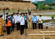 Produktivitas Petani Naik, Presiden: Tahun 2021 Kita Belum Impor Beras