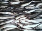 Mengkontaminasi Pangan Bisa Atasi Alergi Pengkonsumsi Seafood