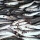 Salah satu contoh Ikan, Tulungagung, Rabu (29/12/2021). (kedannews.com/Gusty Indah).