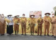 Bupati Ashari Tambunan Panen Raya di Desa Suka Mandi Hulu