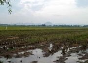 Musim Hujan Hasil Panen Padi Melimpah Poktan Sri Kuncoro Panggungrejo Sukses