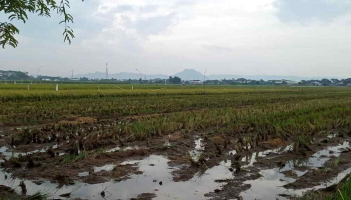 Musim Hujan Hasil Panen Padi Melimpah Poktan Sri Kuncoro Panggungrejo Sukses