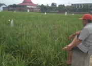 Pupuk Subsidi Naik Petani di Tulungagung Resah, Harga Melebihi HET