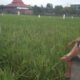 Sawah milik Taslem di Desa Sanggrahan setiap pagi di jaga dari serangan burung, Rabu (5/1/2022). (kedannews.com/Gusty Indah).