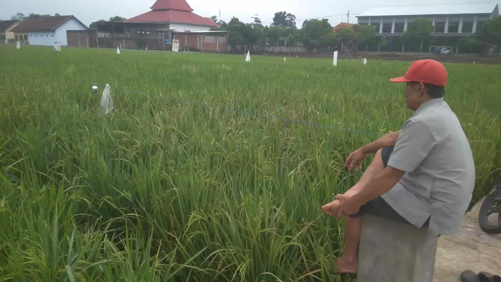 Sawah milik Taslem di Desa Sanggrahan setiap pagi di jaga dari serangan burung, Rabu (5/1/2022). (kedannews.com/Gusty Indah).
