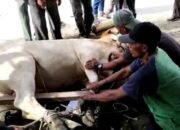 Idul Adha 1443 Hijriah, H. Janmat Sembiring Sembelih 3 Ekor Hewan Qurban