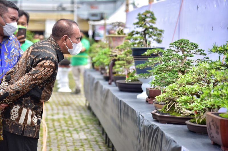 Edy Rahmayadi Tinjau Pameran Bonsai Tingkat Nasional