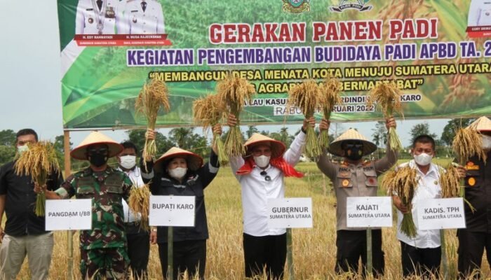 Gubernur Edy Rahmayadi Turun ke Sawah Panen Padi di Desa Lau Kasumpat
