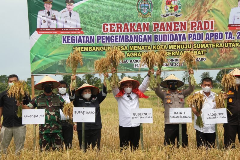 Gubernur Edy Rahmayadi Turun ke Sawah Panen Padi di Desa Lau Kasumpat