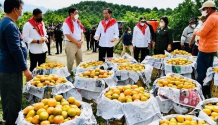 Jokowi: Jalan Menuju Desa Kutambelin Karo Memang Butuh Perbaikan