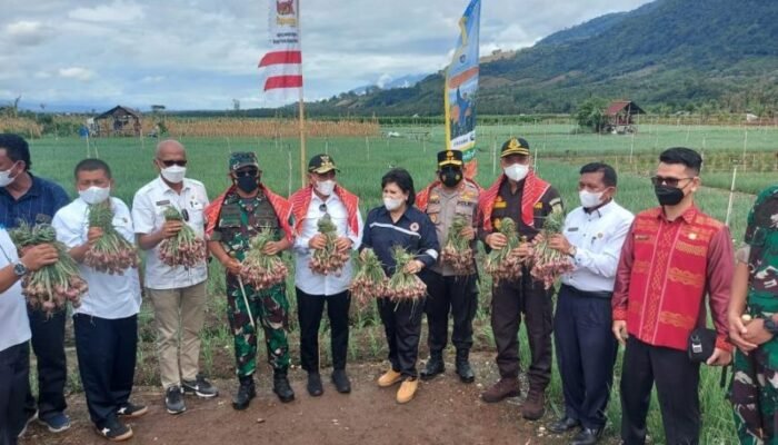 Pangdam I/BB Ikut Panen Bawang Merah dan Padi di Mardinding