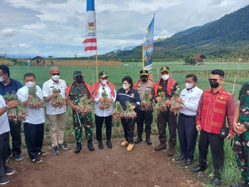 Pangdam I BB Ikuti Panen Bersama Bawang Merah dan Padi di Mardinding
