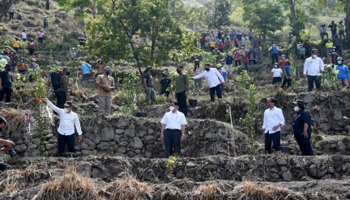 Tanam Pohon Bersama Presiden, Gubernur: Pemprov Sumut Anggarkan Rp 2 M Pengadaan Benih Macadamia