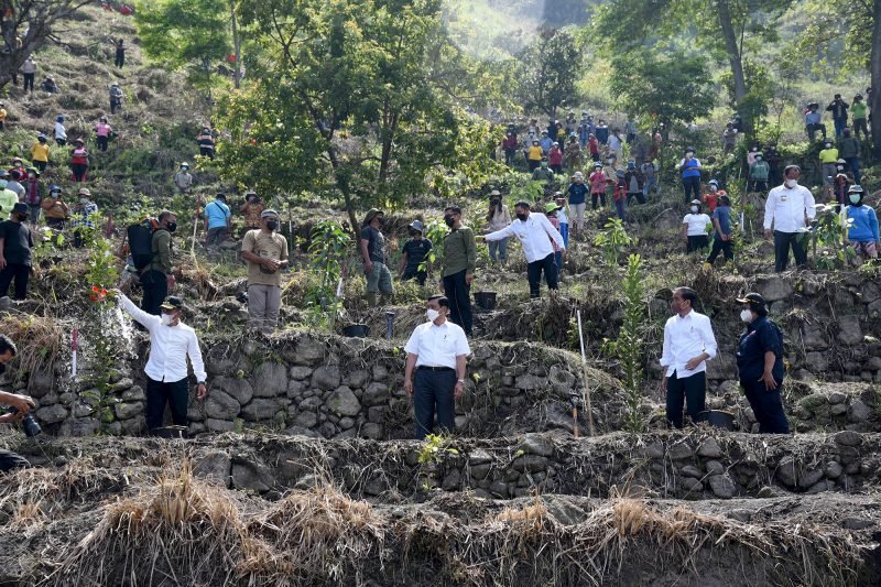 Tanam Pohon Bersama Presiden, Gubernur Pemprov Sumut Anggarkan Rp 2 M Pengadaan Benih Macadamia