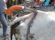 Kejam, Lembu Pulang Membawa Golok Menancap Diduga Dilakukan Oleh Manusia Si Raja Tega