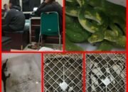 Dua Warga Medan Diamankan Petugas BBKSDA Sumut Diduga Dagangkan Satwa Liar Dilindungi