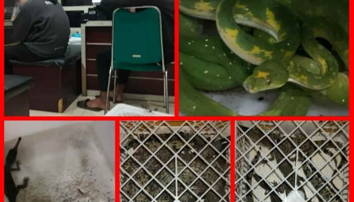 Dua Warga Medan Diamankan Petugas BBKSDA Sumut Diduga Dagangkan Satwa Liar Dilindungi