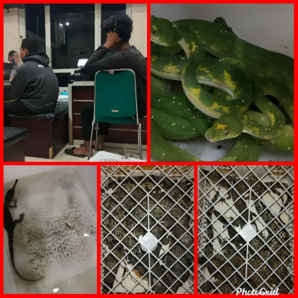 Dua warga medan dan Satwa Liar dilindungi. Rabu (02/02/2022). (Foto/Humas)