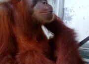 Tiga Pelaku Diringkus Polres Binjai, Diduga Dagangkan Orang Utan