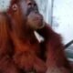 Orang Utan. (02/02/2022). (Foto/Humas).