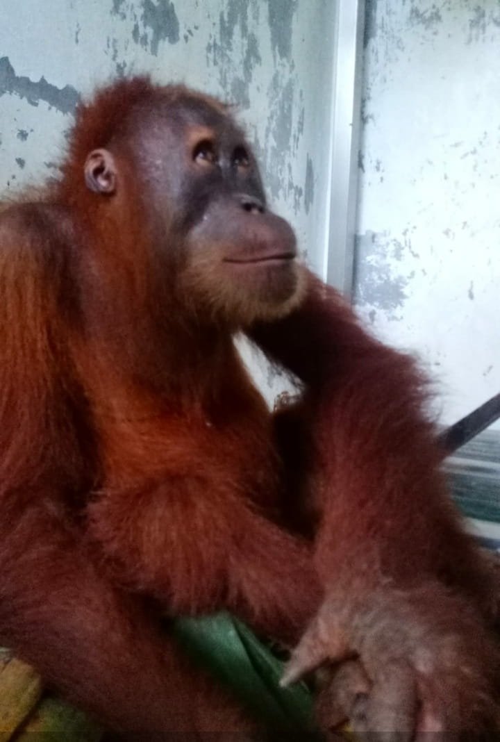 Orang Utan. (02/02/2022). (Foto/Humas).