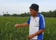 Ratusan Hektar Tanaman Padi Gagal Panen, Diserang Hama Tikus Swasembada Beras Terancam di Batu Bara