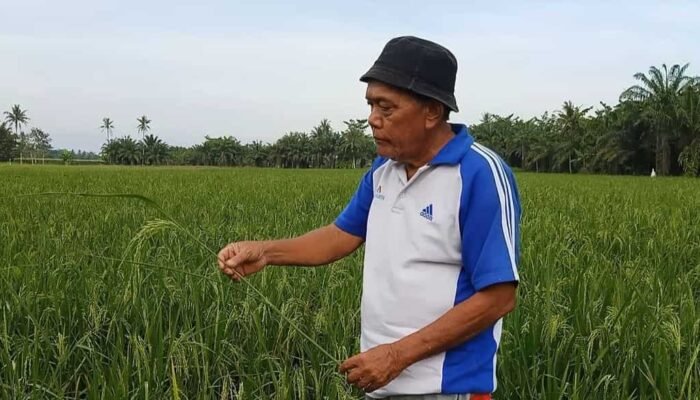 Ratusan Hektar Tanaman Padi Gagal Panen, Diserang Hama Tikus Swasembada Beras Terancam di Batu Bara